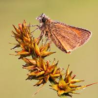 Small Skipper 8 